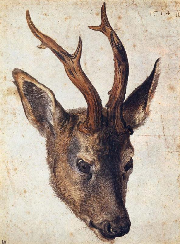 The Head of Stag, Albrecht Durer